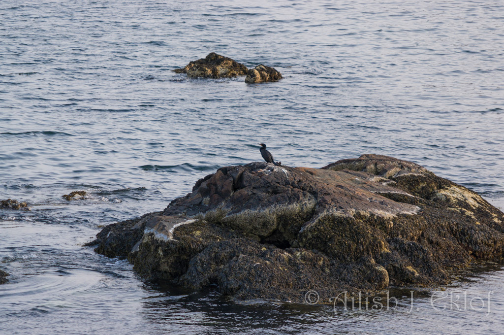 Cormorant on rock
