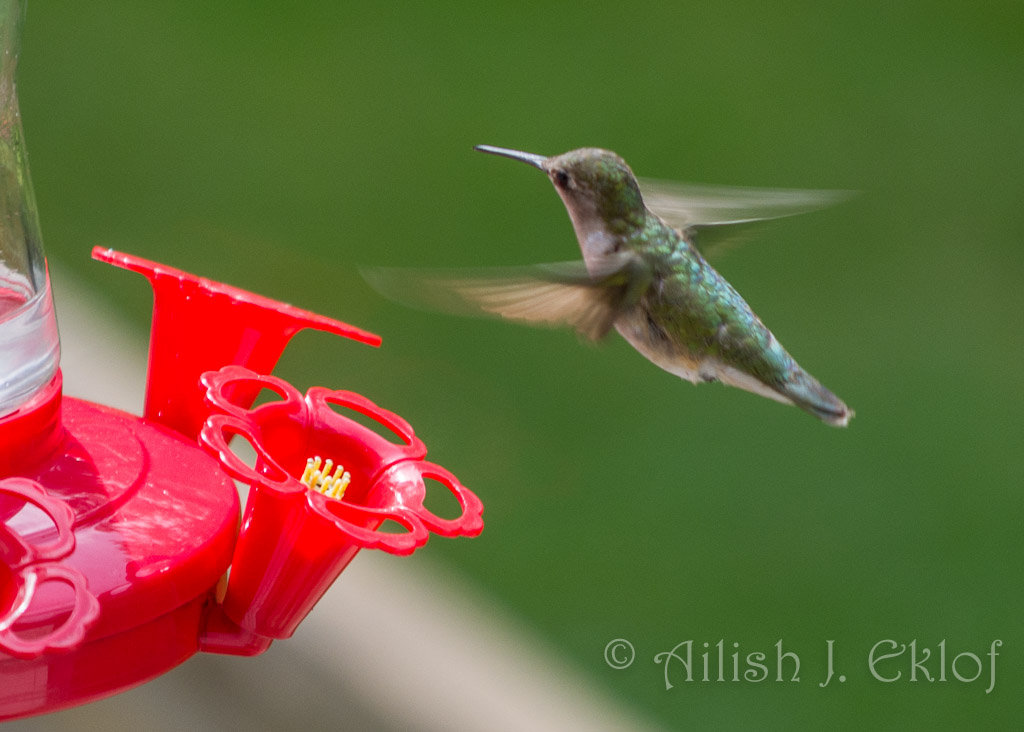 Hummingbird at feeder.